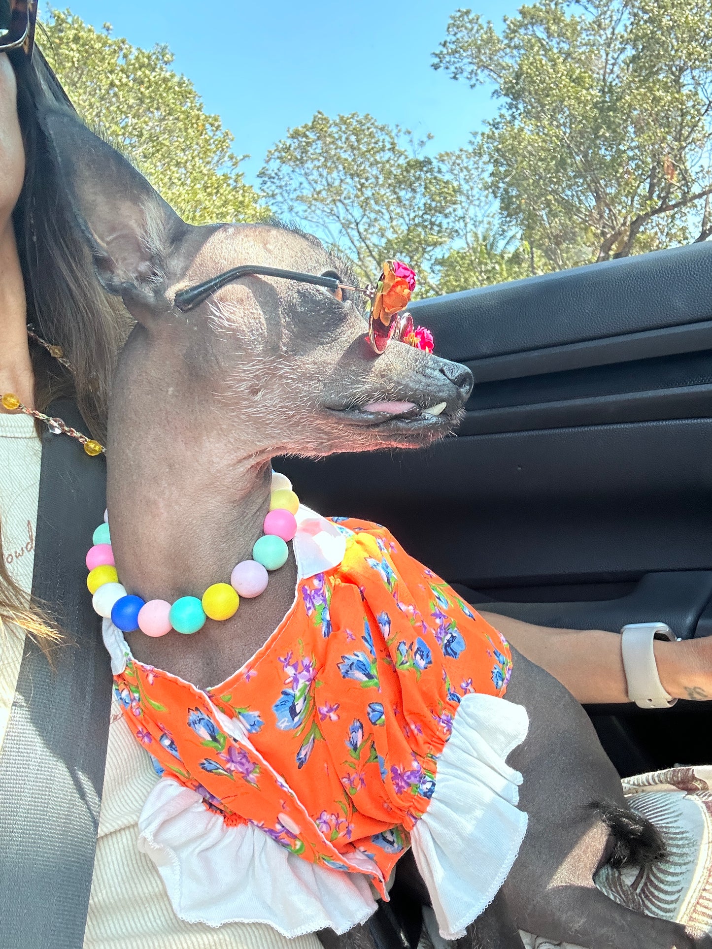 Spring dog blouses