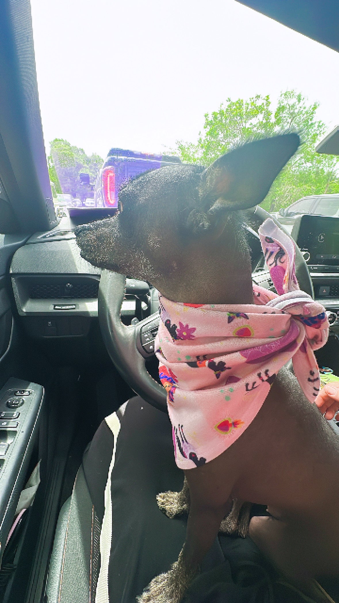 Dog Scarf/ Bandana