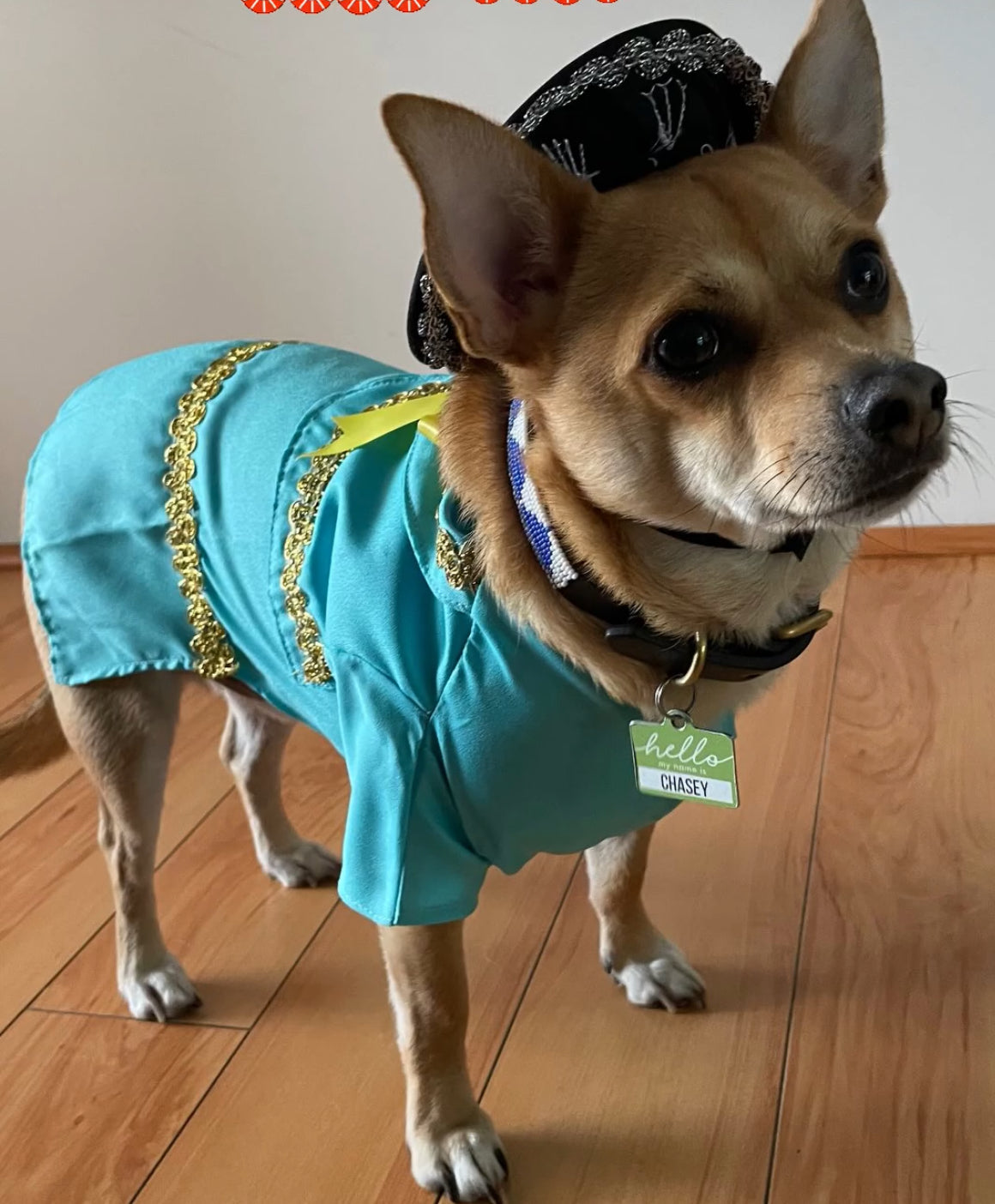 Festive Mariachi Dog Jacket: Unique Outfit for a Mexican Celebration