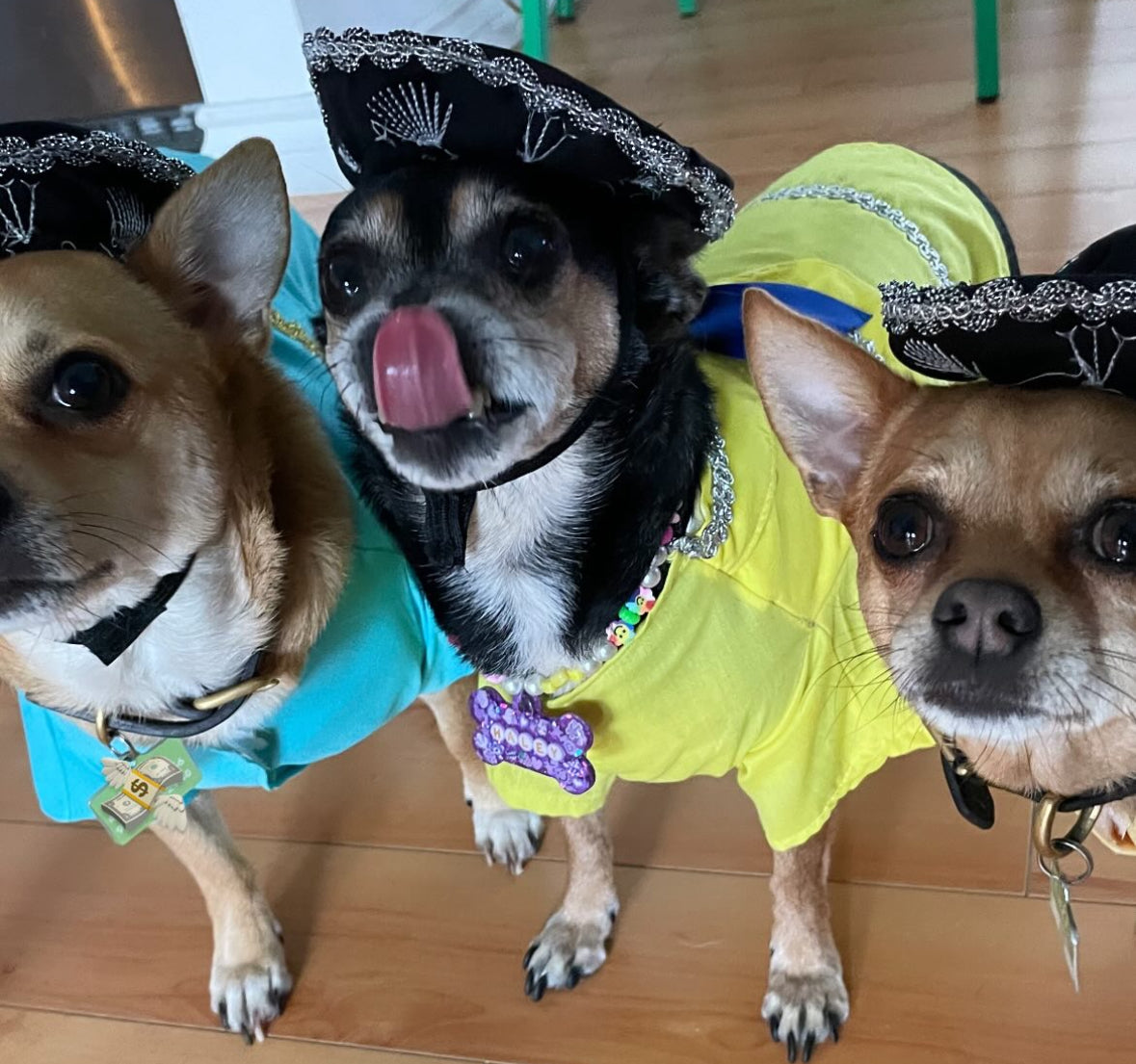 Festive Mariachi Dog Jacket: Unique Outfit for a Mexican Celebration