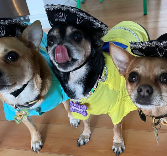 Festive Mariachi Dog Jacket: Unique Outfit for a Mexican Celebration