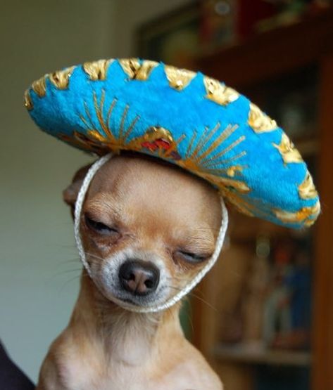 Mexican sombreritos for dogs