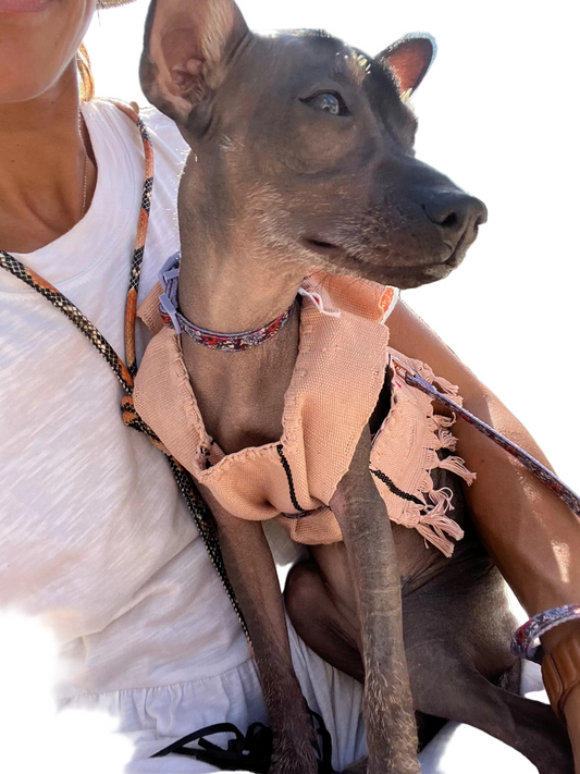 Charming Handmade Dog Dresses Inspired by Frida Kahlo