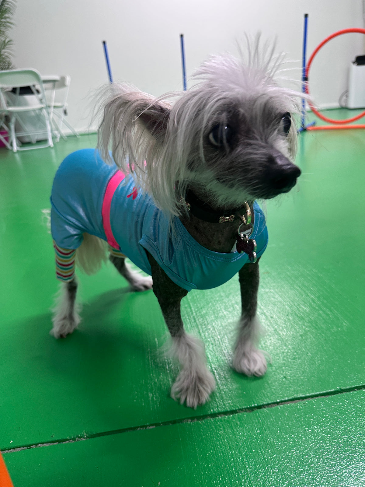 Barkie dog leotard