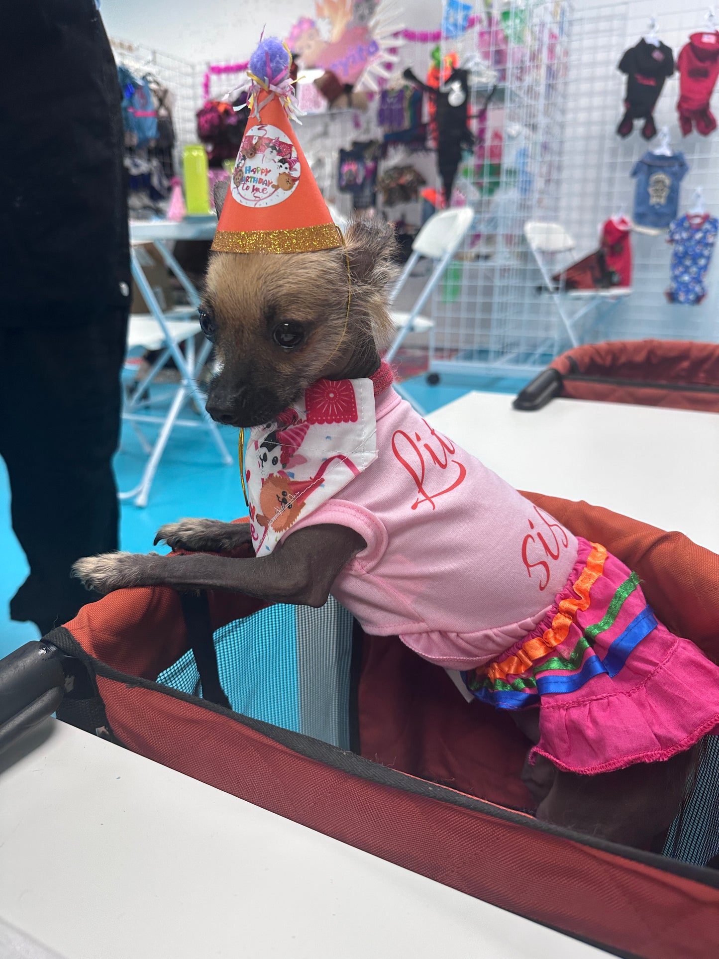 Happy Birthday hats for dogs