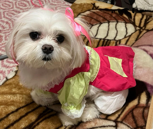 Transform Your Pup into La Popis: Adorable Costume from El Chavo del Ocho!