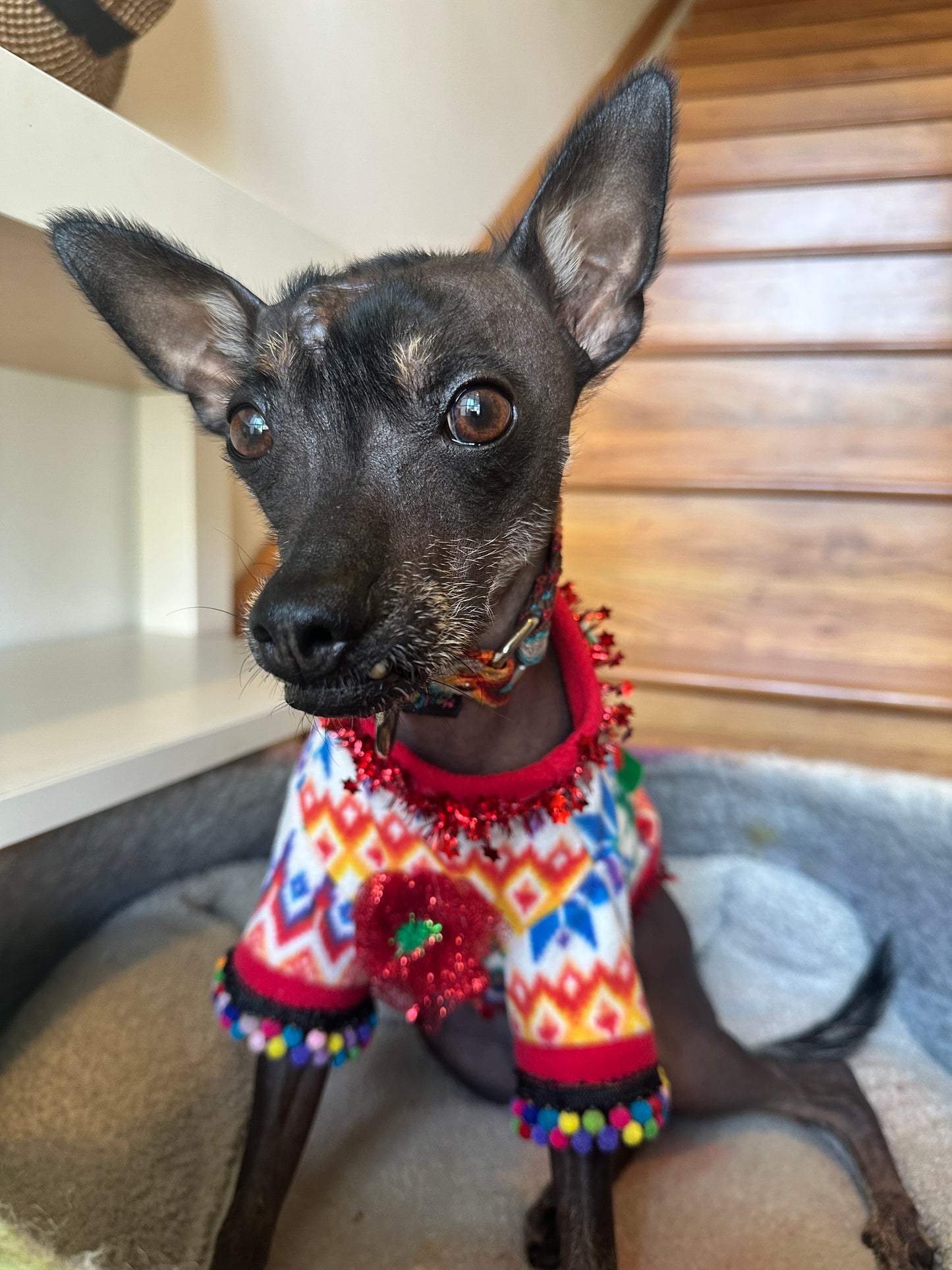 Make your own Ugly Sweater Activity for Your Pup, all in a Box!