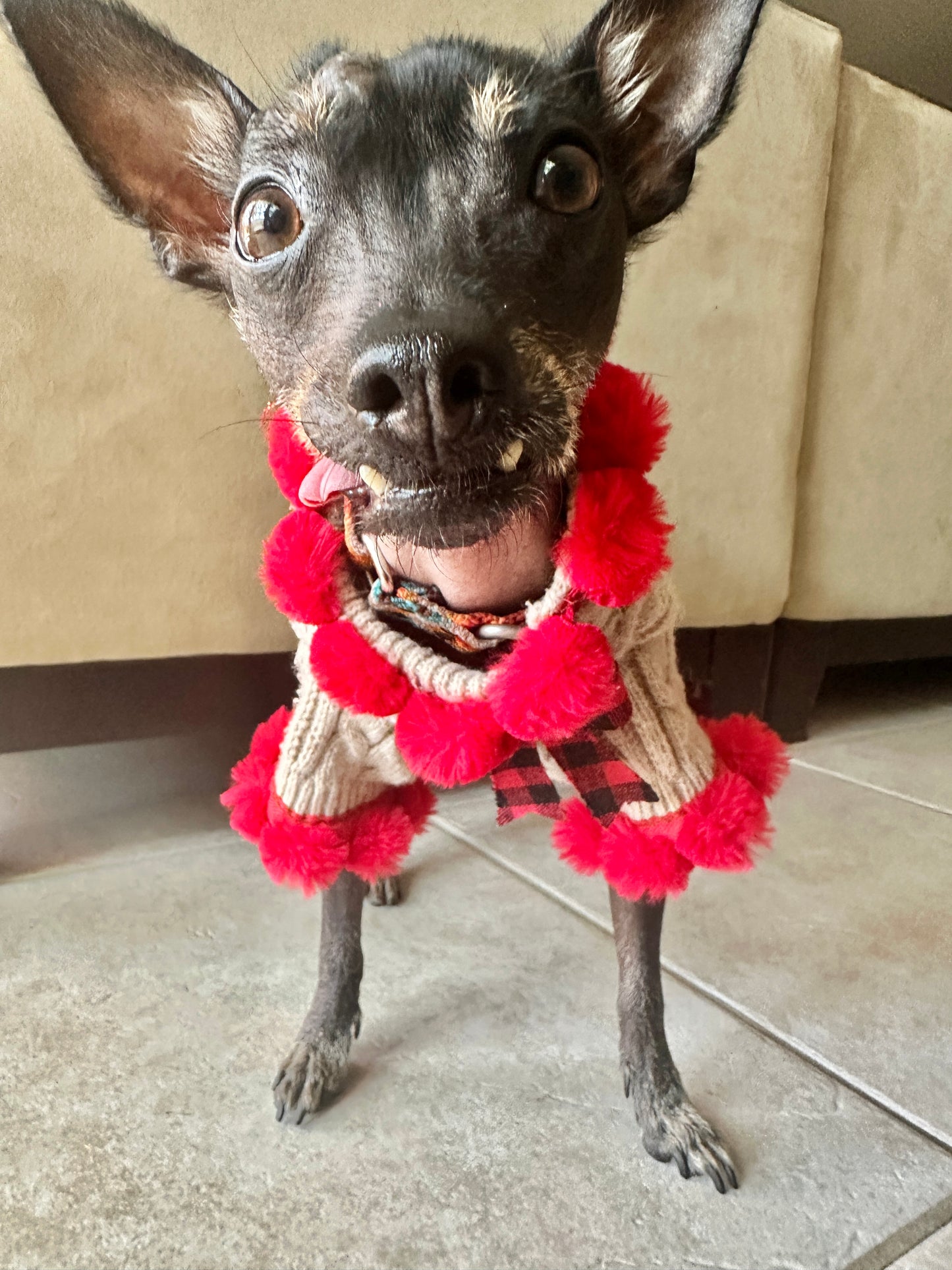 Make your own Ugly Sweater Activity for Your Pup, all in a Box!