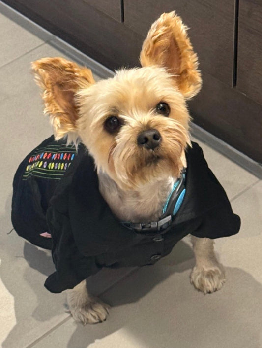 Elegant Mexican Black Guayabera for Dogs: Stylish Attire for Every Occasion
