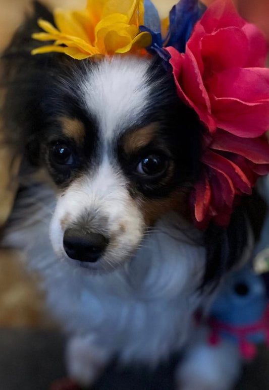 Charming Floral Dog Headbands: Adorable Accessories for Every Pup!