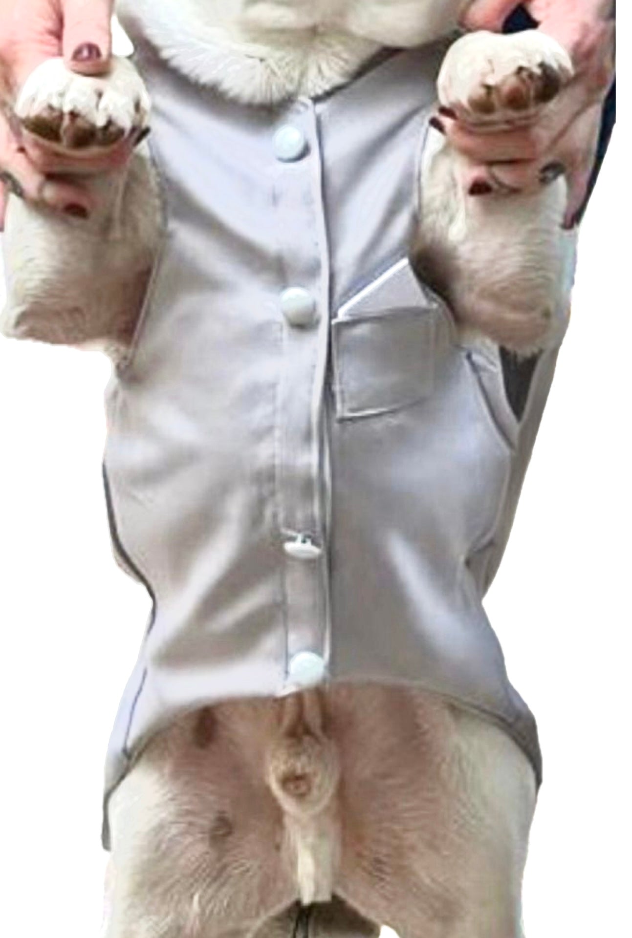 Dapper Formal Dog Vest: Ideal for Weddings!