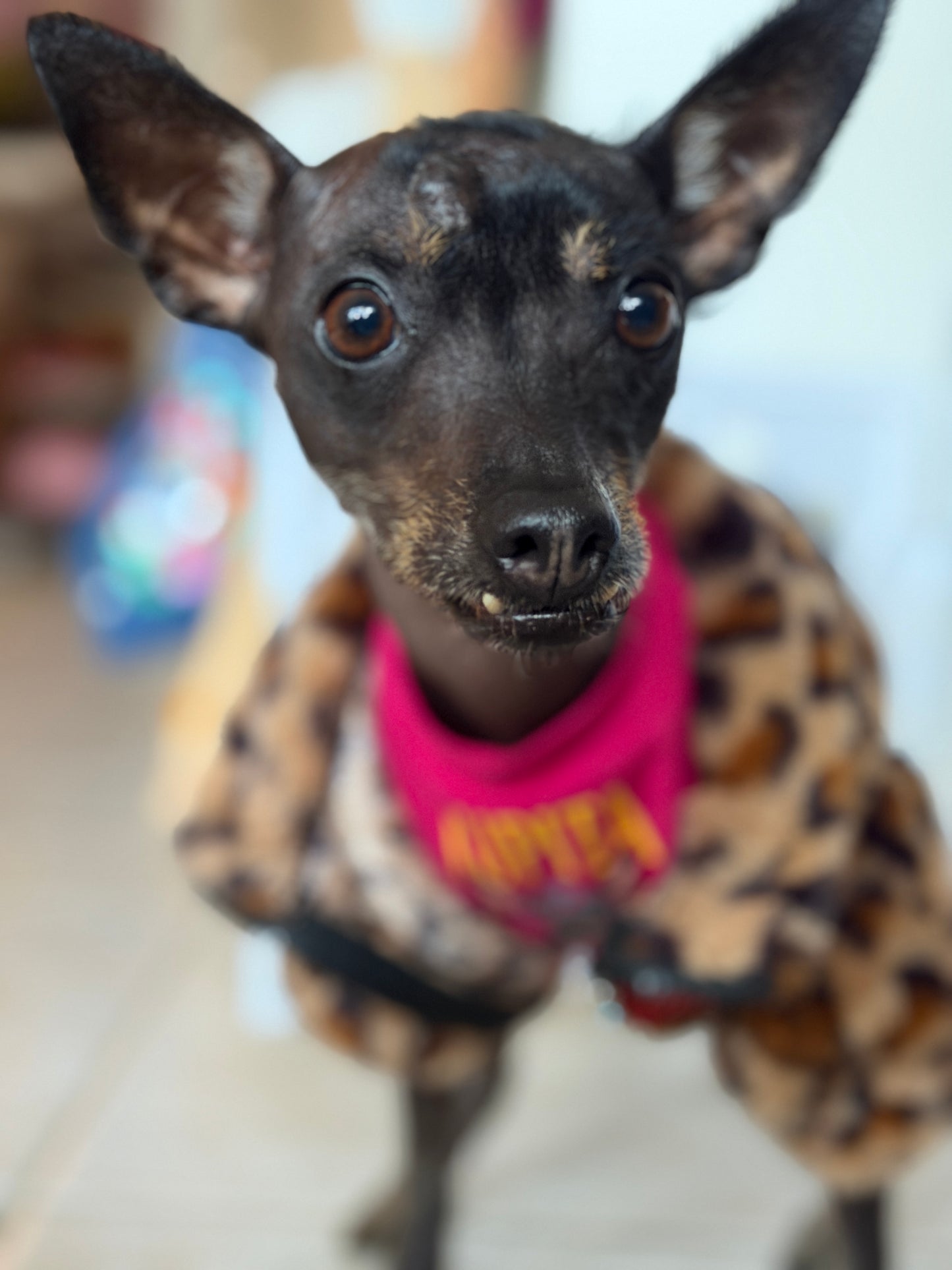 Roar with Style: Chic Animal Print Dog Jacket for Fashionistas!