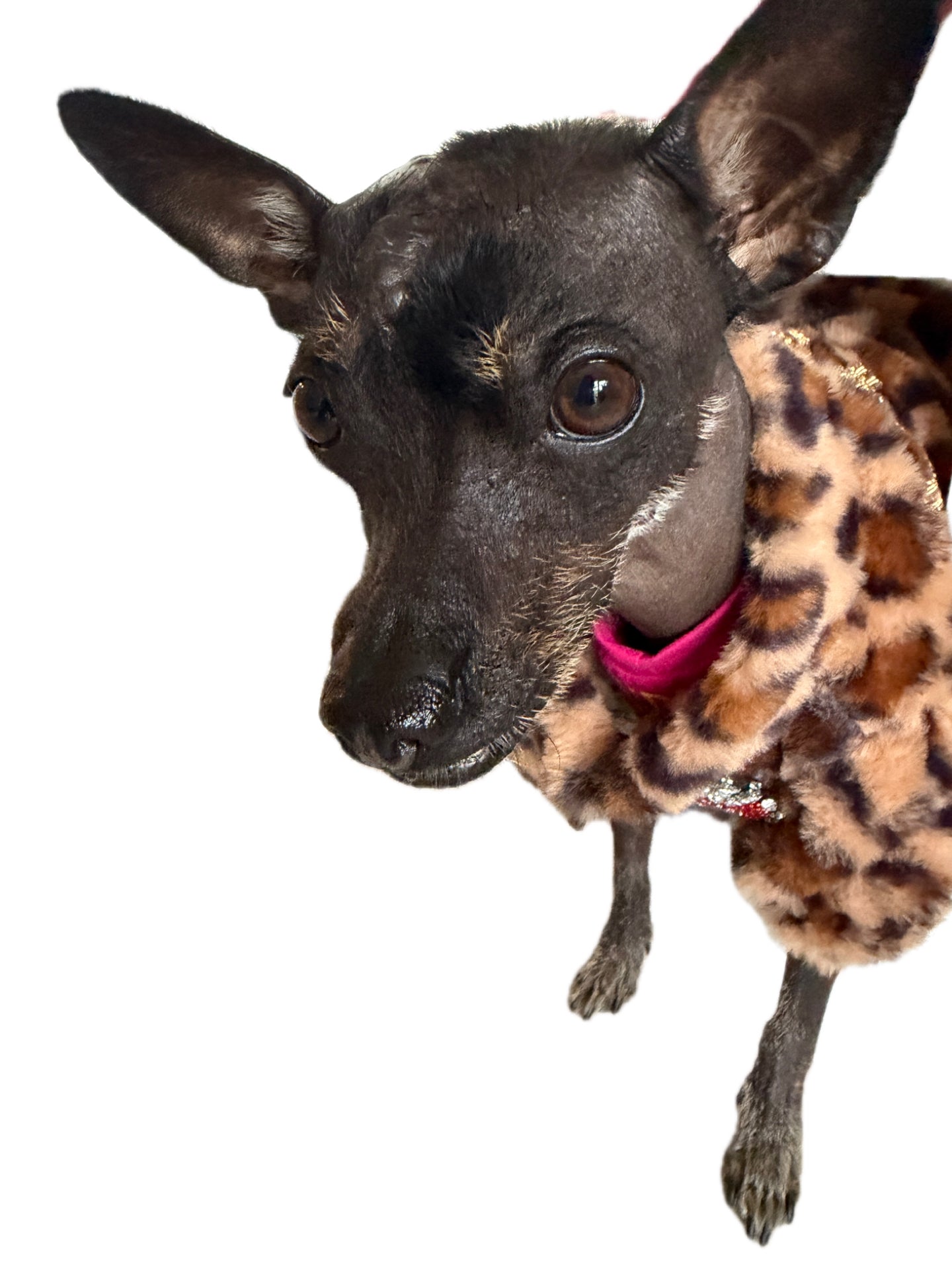 Roar with Style: Chic Animal Print Dog Jacket for Fashionistas!