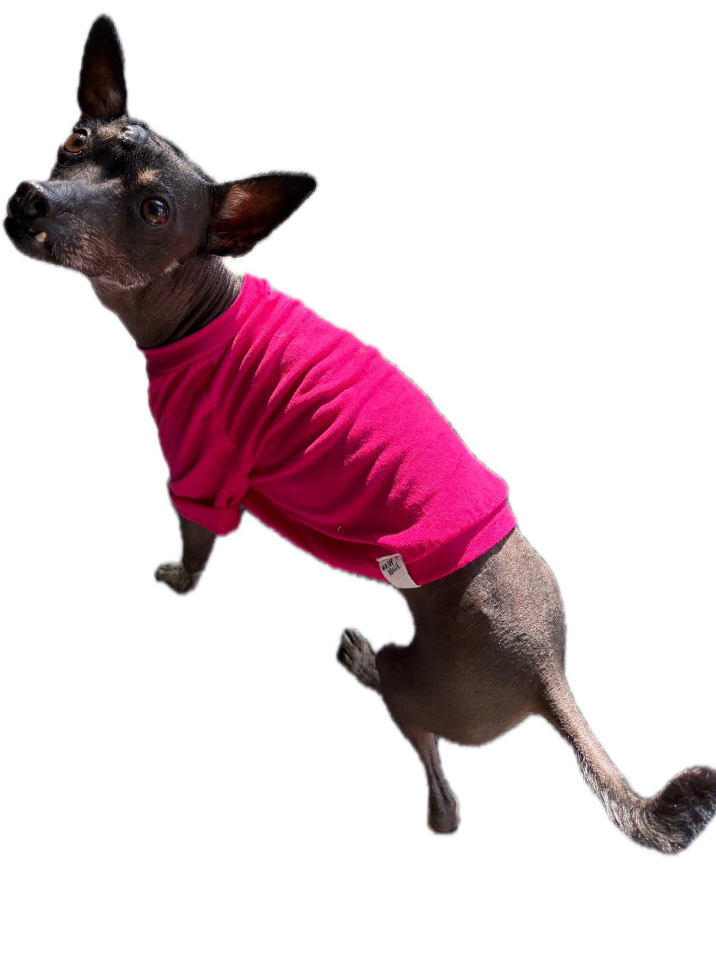 Lucha Libre Dog T-Shirt: Let Your Pup Be the Star of the Ring! -Preorder