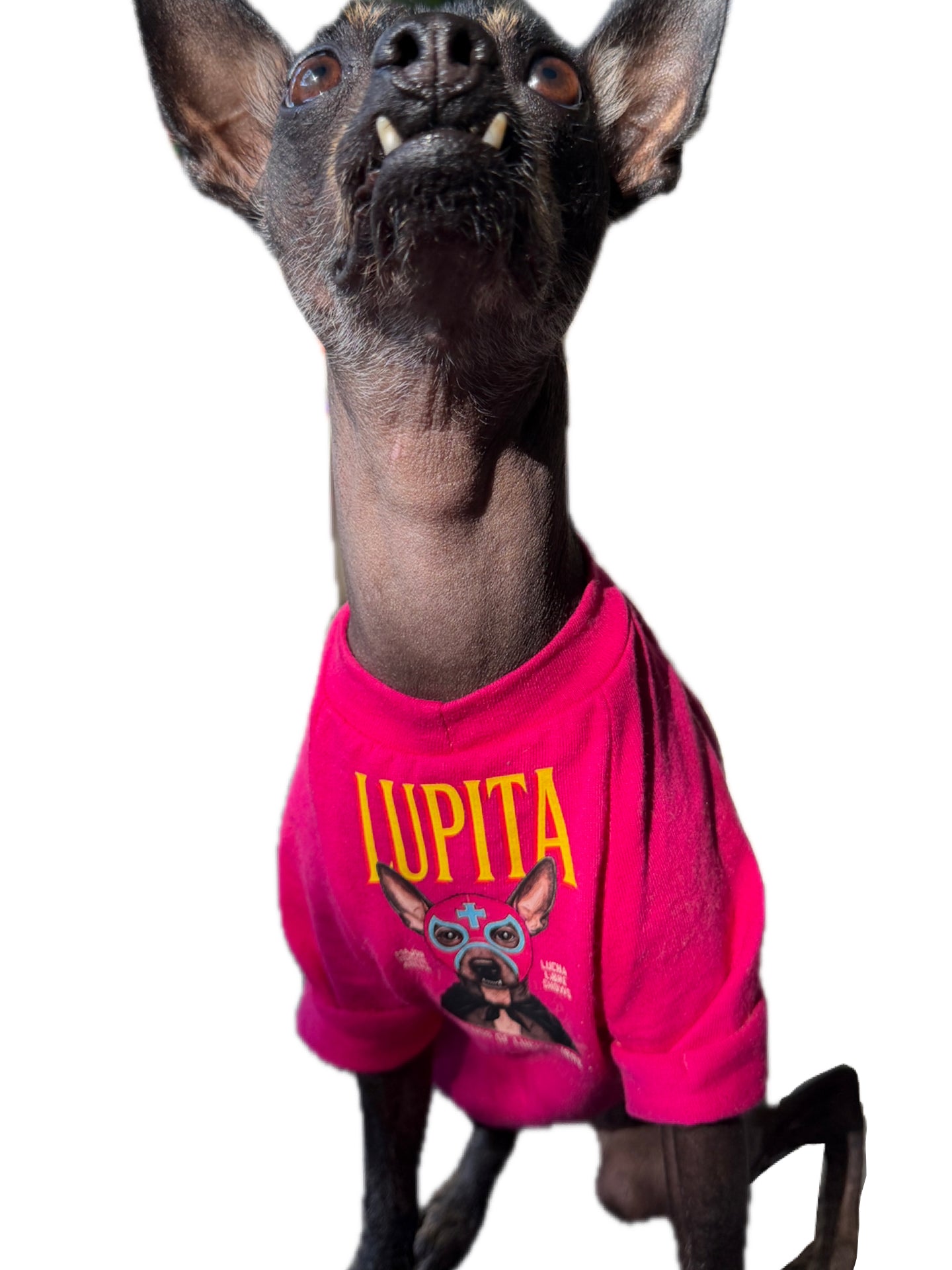 Lucha Libre Dog T-Shirt: Let Your Pup Be the Star of the Ring! -Preorder