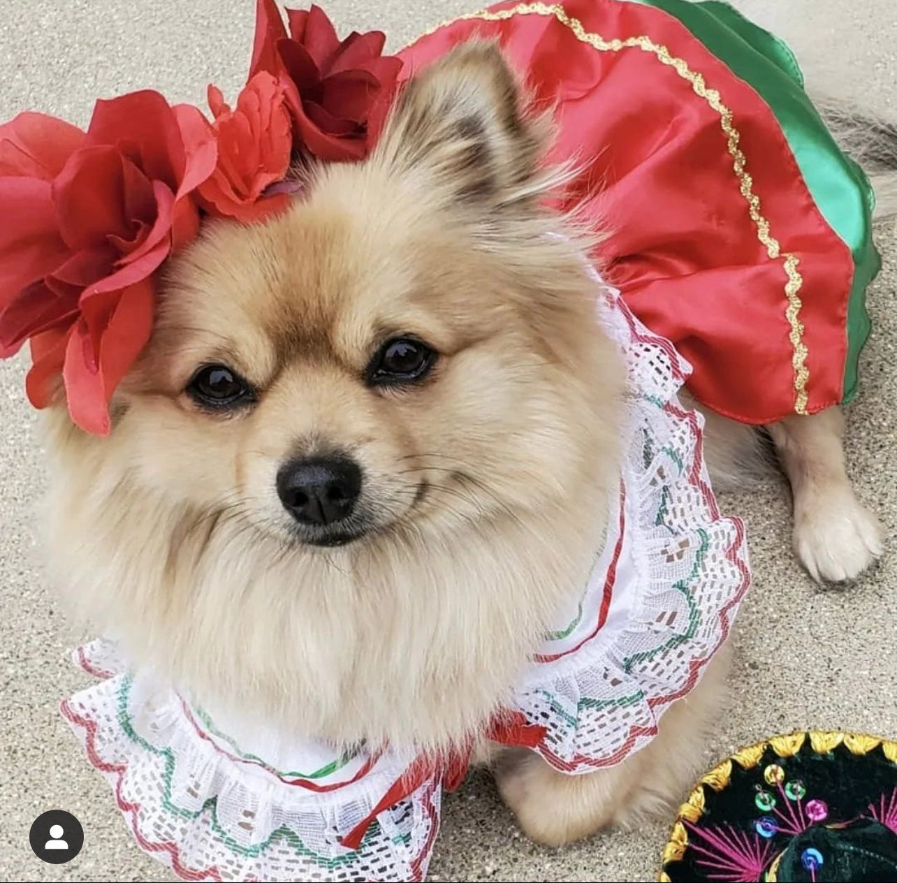 China Poblana Dog girl dress