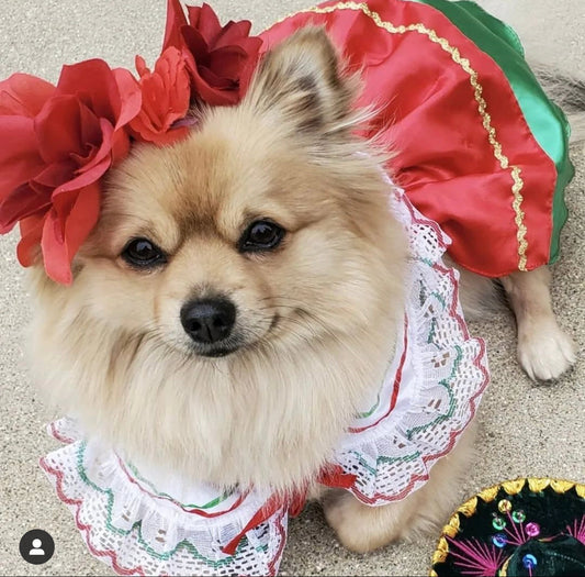 China Poblana Dog Dress: Celebrate Tradition with Every Step