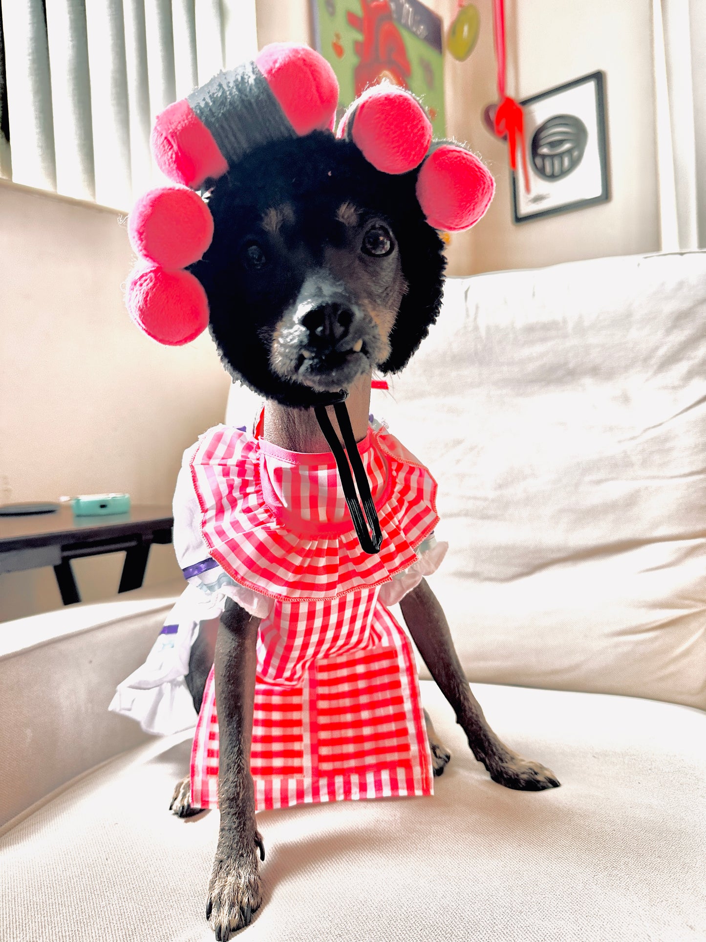 Dona Florinda dog costume