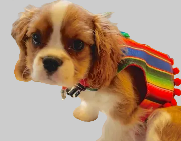 Serape-Style Dog Harness: Adorable Comfort in Red