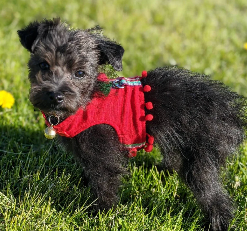 Serape-Style Dog Harness: Adorable Comfort in Red