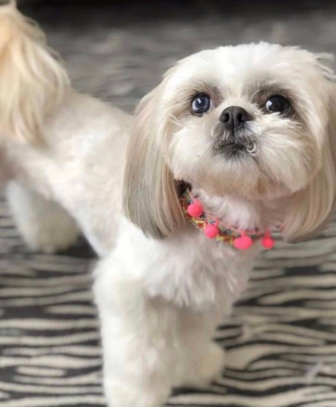 Artisanal Dog Collar size XS - GueyitaMexicana