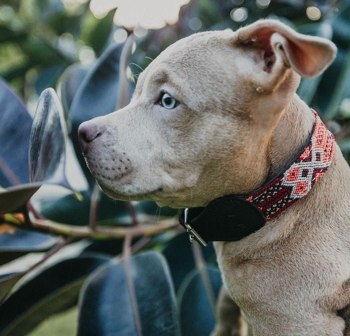 Artisanal dog collars size XXS - GueyitaMexicana