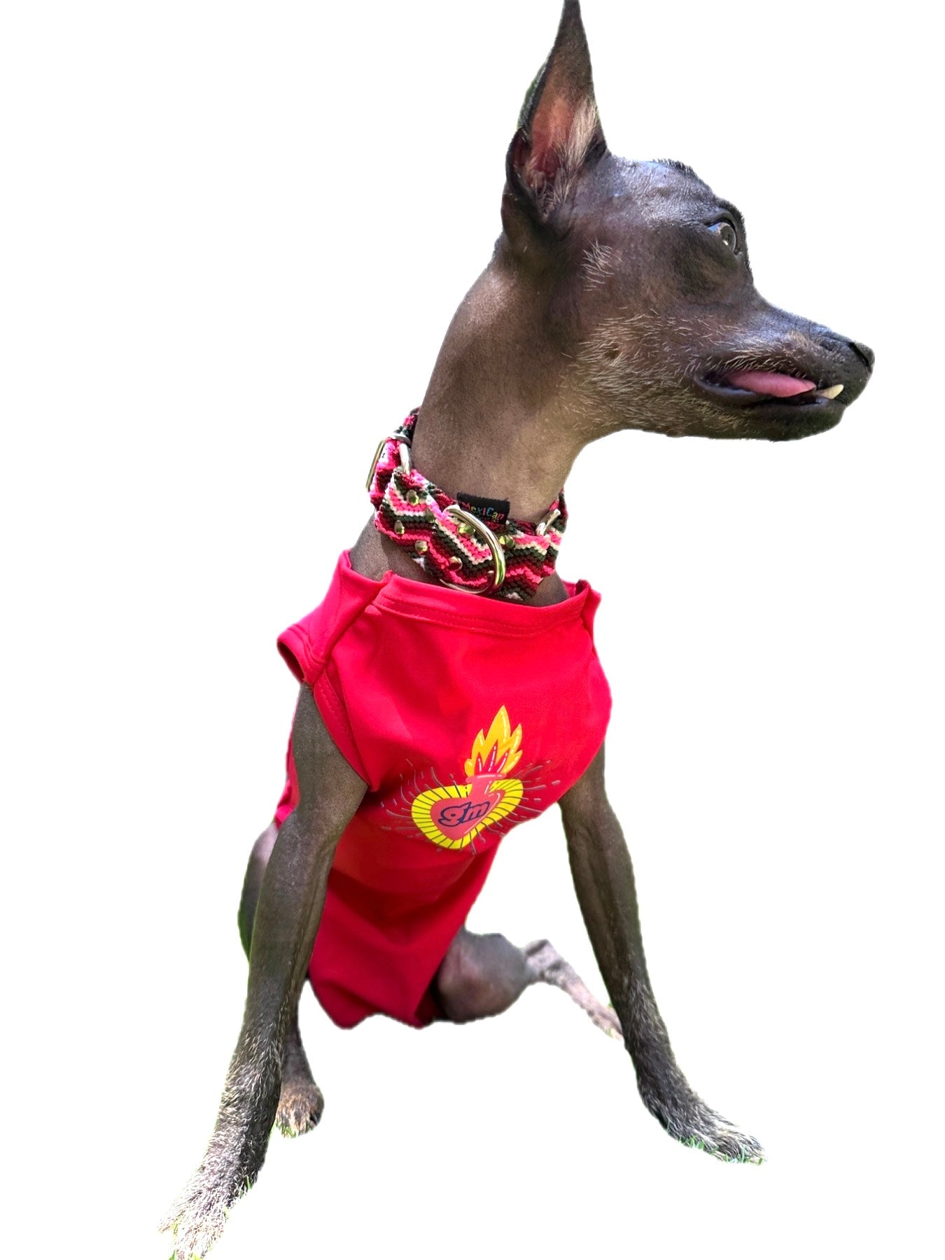 Bathing suit for Doggie girls - GueyitaMexicana