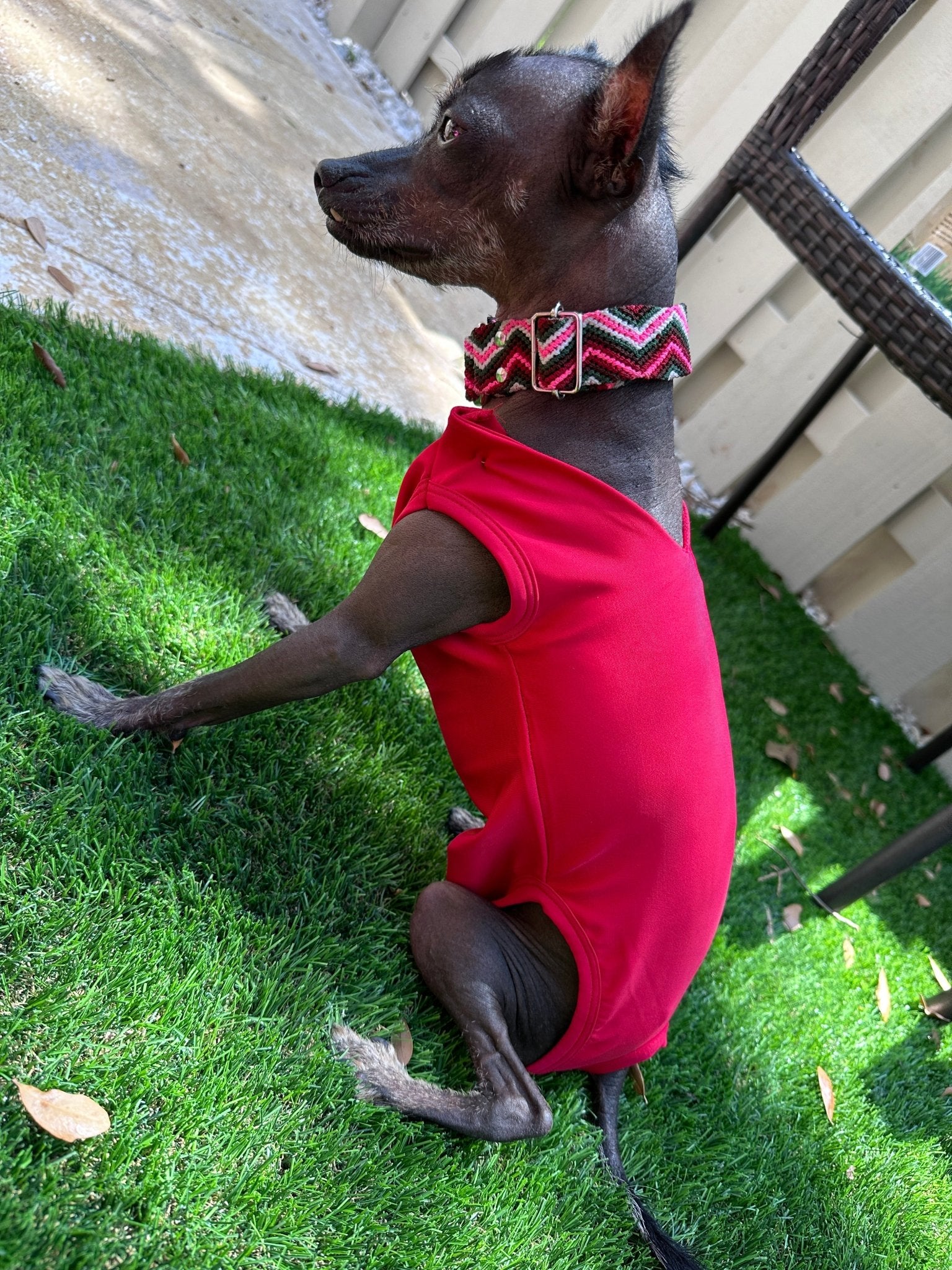 Bathing suit for Doggie girls - GueyitaMexicana