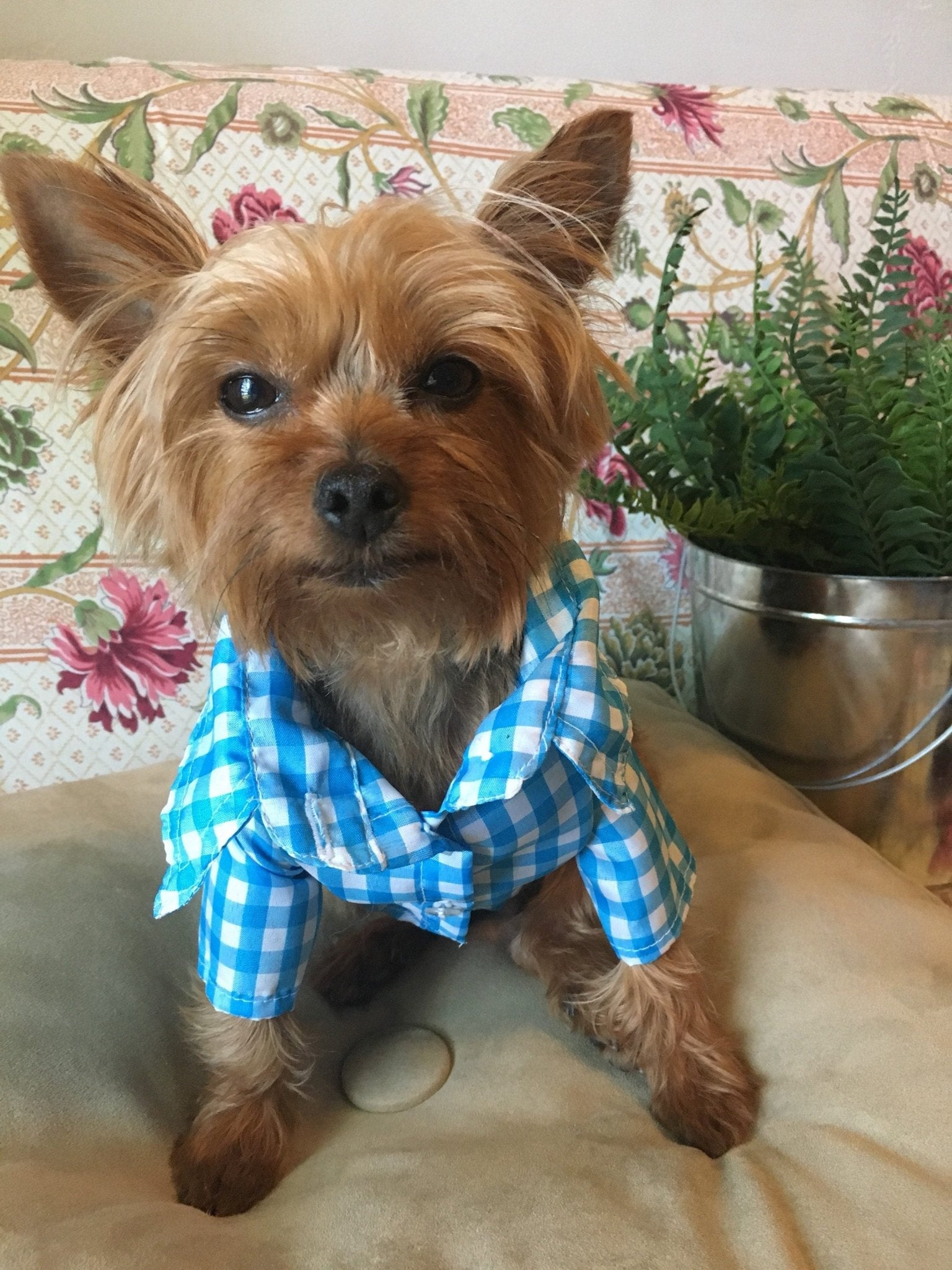 Gingham classic button - down dog shirt - GueyitaMexicana