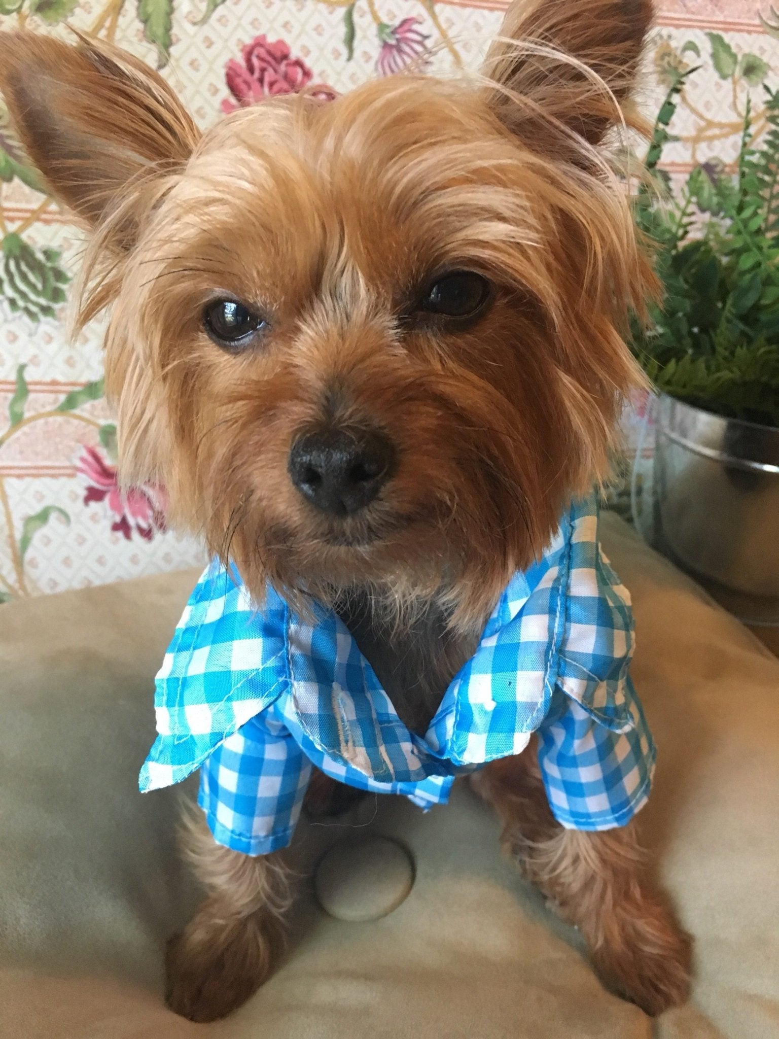 Gingham classic button - down dog shirt - GueyitaMexicana