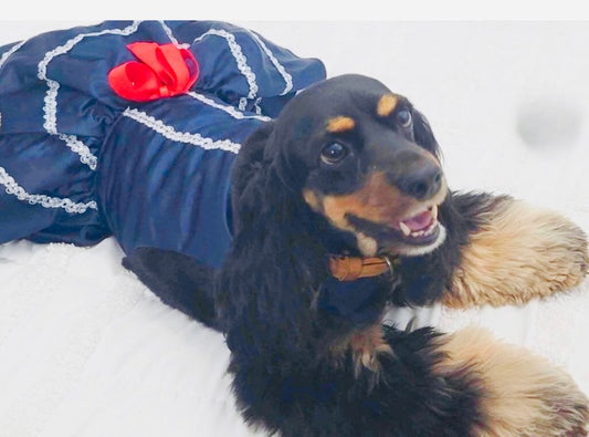 Luxurious Dark Blue Mariachi Dress for Your Elegant Female Dog