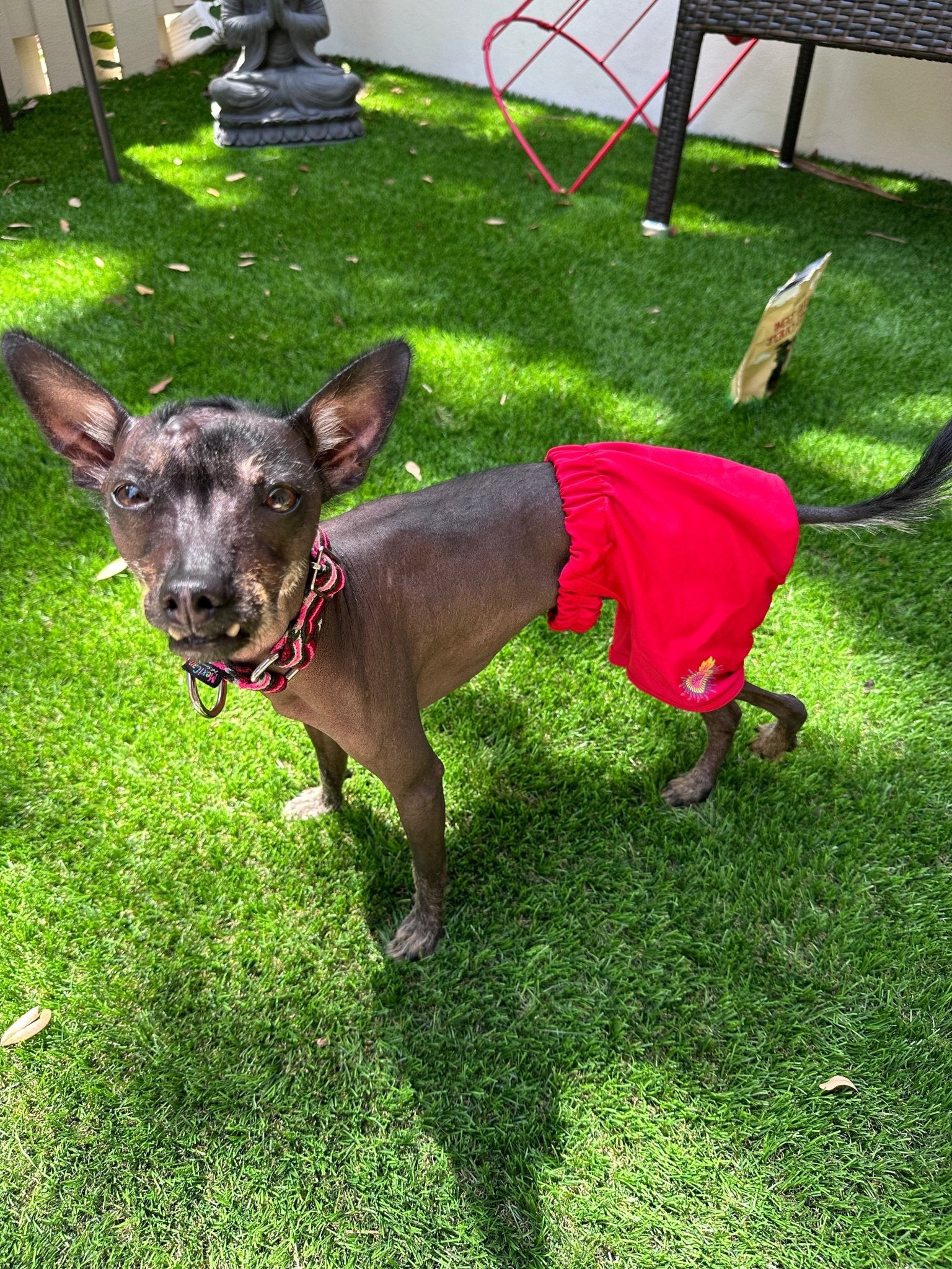 Red Swimsuit for dogs - GueyitaMexicana